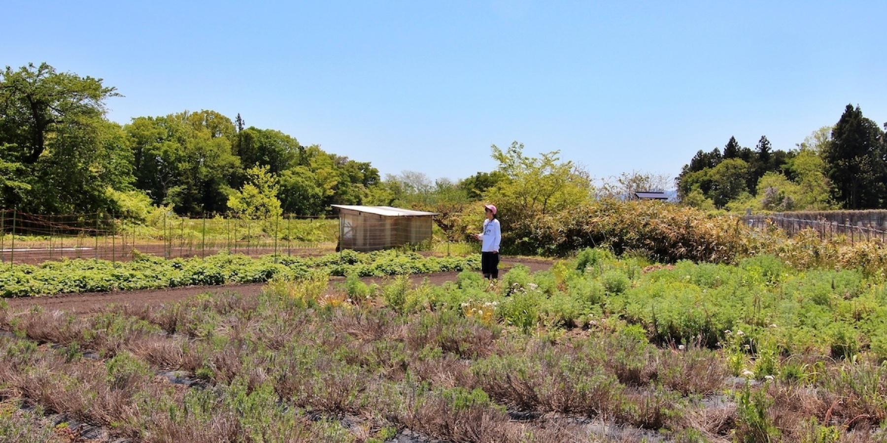 A gateway to Western liquor culture? 
The future of craft liqueurs in Iwate.
- Part 2 -